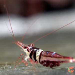 Tép Sula Khăn Quàng Cổ (Sulawesi Harlequin)