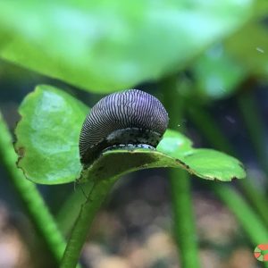 Ốc Nerita
