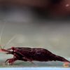 Sulawesi malili red Shrimp